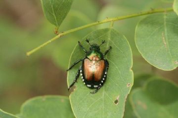 Lotte obbligatorie - Coleottero scarabeide del Giappone (Popillia japonica Newman)